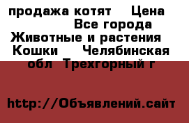 продажа котят  › Цена ­ 15 000 - Все города Животные и растения » Кошки   . Челябинская обл.,Трехгорный г.